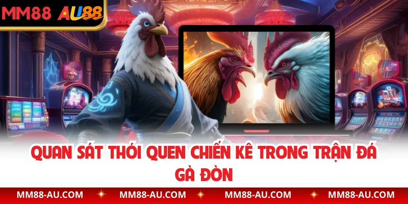 Quan sát thói quen chiến kê trong trận đá gà đòn